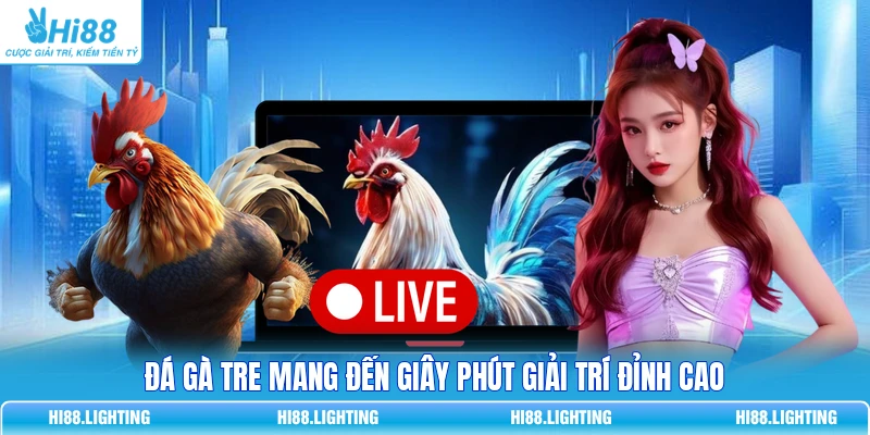 Đá Gà Tre Là Gì? Đặc Điểm Của Các Trận Đá Gà Tre Hay 2 Đá gà tre mang đến giây phút giải trí đỉnh cao